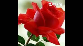 Download lagu Mutiara Hidupku mp3