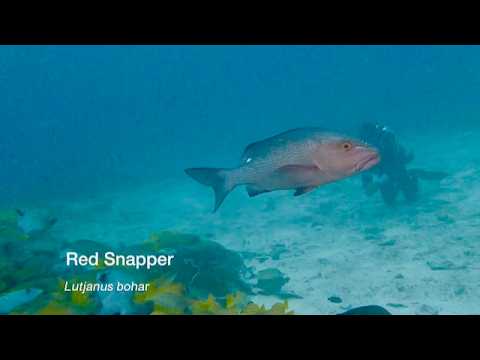 4 Snapper B - scuba diving video
