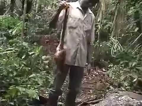 Gonini: Harpy Eagles of Raleighvallen, Suriname