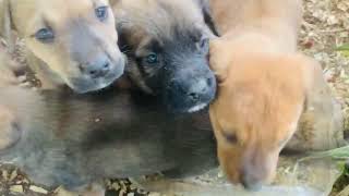 English Mastiff Puppies Videos