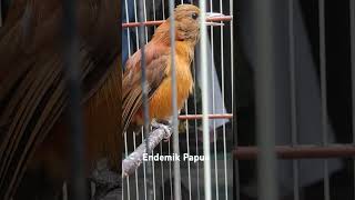 Download lagu Cucak Emas Papua (Pitohui) mp3