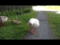 Angry Hissing Goose