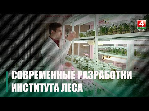 Институт леса Национальной академии наук готовится к участию в научной выставке видео
