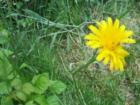 Wild edibles: How to eat and identify cat's ear / flatweed / false dandelion