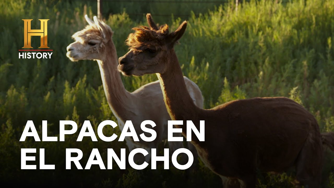 ALPACAS EN EL RANCHO  - EL SECRETO DE SKINWALKER
