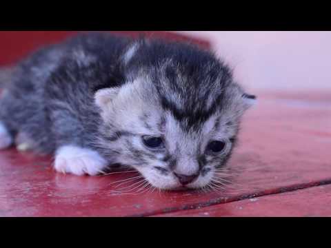 Miauczenie kota - mały kotek tęskni za mamą i miauczy