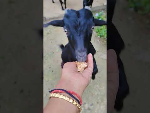 #sayana #funny #talkingtom #cat #cartoon #youtubeshort