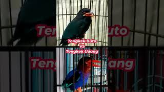 Download lagu suara tengkek buto vs suara tengkek udang mp3