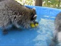 Rubber Ducky