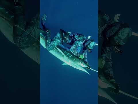 We fought together swordfish for over an hour. #fishing #spearo #ocean  #fish #spearfishing  #shorts