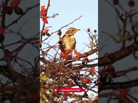 Heimische Hecke anlegen: 3 Schritte für deinen Naturgarten