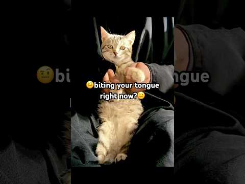 Genie Choco hat eine knifflige Frage für dich 🙋🏻‍♀️😼 #shorts #cat #funnyanimals #adoreble #cute