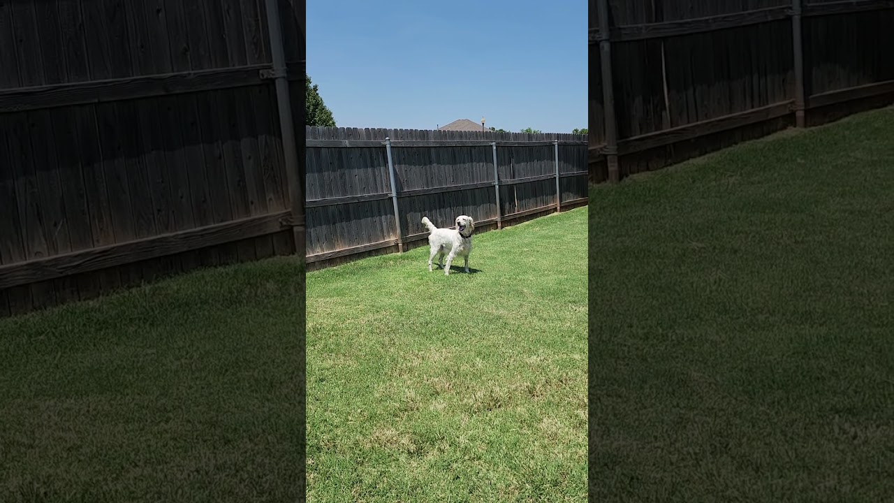 Enlarge Cassie, a Adoptable English Setter in Austin, TX video 5/5