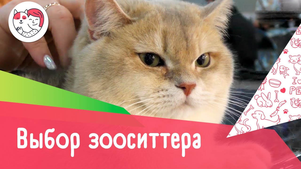 5 правил выбора зооситтера