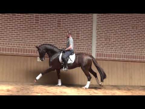 "Lou Bega" 5y.Hanoverian gelding,1.73m,v. Livaldon - vm. Wolkentanz