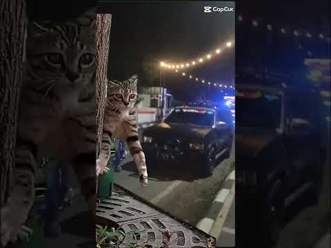 Kucing kaget#meme #automobile
