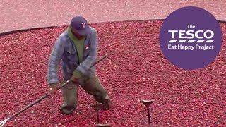 Crimson Cranberries - how do cranberries grow?