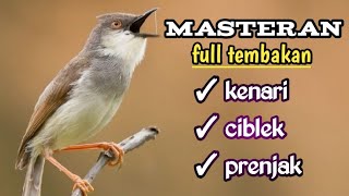 Download lagu TEMBAKAN PEDES KENARI, CIBLEK DAN PRENJAK COCOK BUAT MASTERAN BURUNG ANDA || KICAU MANIA mp3