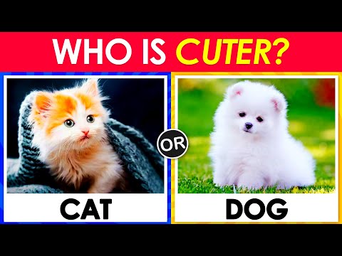 Pick One Kick One - Animals Edition 🐱🐶
