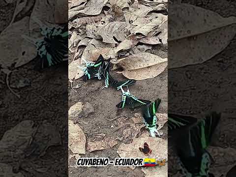 #Mariposas #butterfly #Tornasol #litmus #Cuyabeno #Sucumbios #Ecuador #equateur #sudamerica #amazon