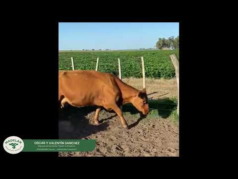 GERECH_14 VACAS INVERNADA de 500kg en Pasteur, Lincoln, Buenos Aires 20 01 2026