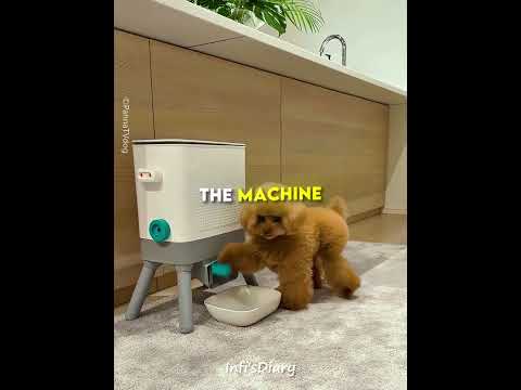 Puppy Gets Snacks Without the Owner 🐶🍪 #shorts