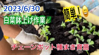 白菜鉢上げ作業です😄　チェーンポット種まき育苗した苗の鉢上げ動画です🥬　白菜栽培