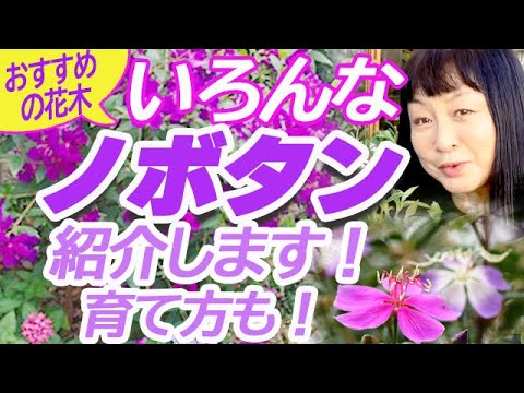 牡丹咲いてないの?これらが理由です 植物
