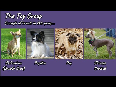 Dog Breeds: The Toy Group (Extract from "The 7 Dog Breed Groups")