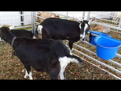 ヤギ　Bündner Strahlenziegen　Goat　2017 1001