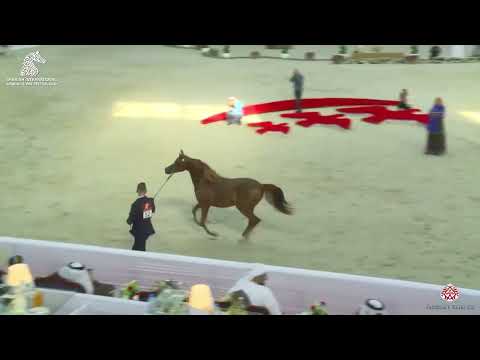 N52 BAREH AL HAWAJER - Sharjah Arabian Horse Festival 2020 - Fillies 2 Years Old (Class 2A)