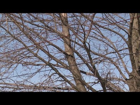 NJ Public Utility Crews & Dangerous Trees