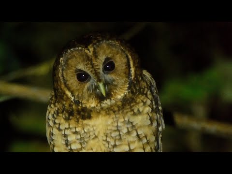 Strix nivicolum Sikkim India