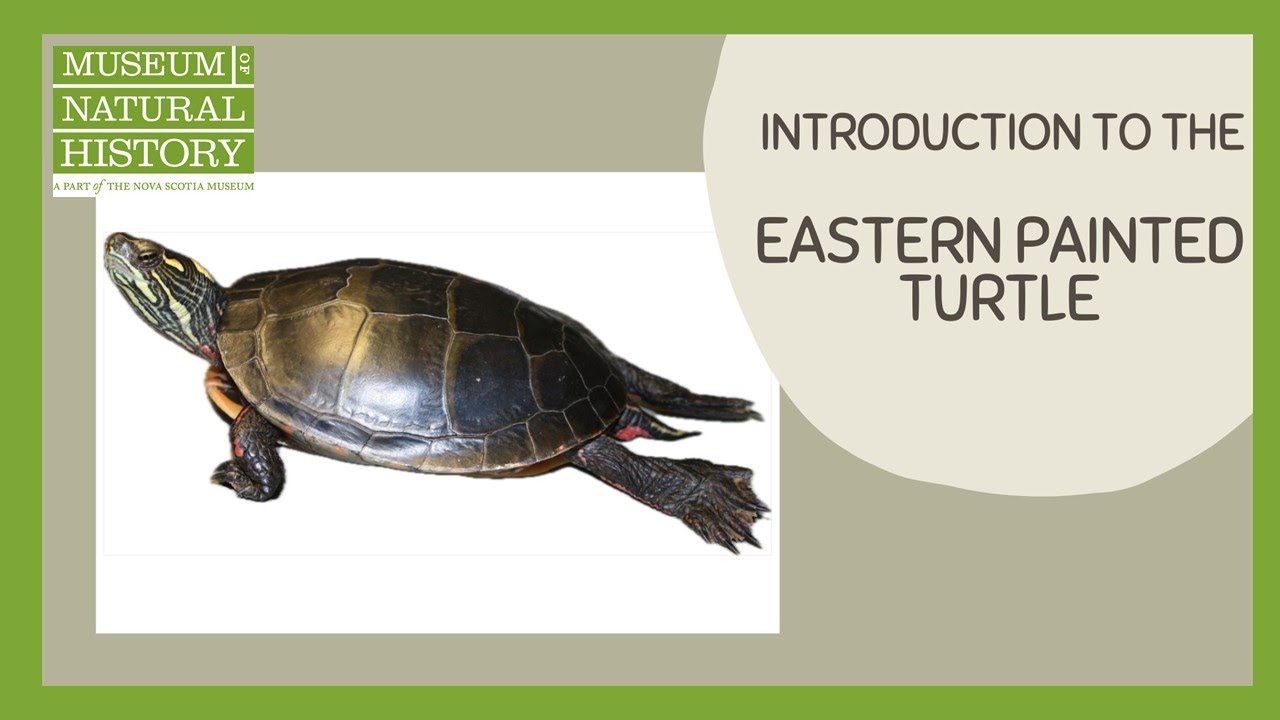 Introducing the Eastern Painted Turtle - QR Code Information