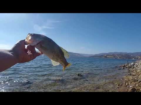 Castaic Lake, Just One Dink ( S O - C A L ✰ F I S H I N G )