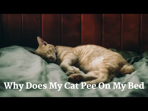 1st YouTube video about why would a cat pee on you