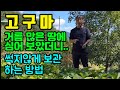 귀촌일상 고구마가 이렇게 ~