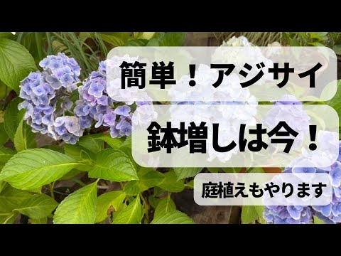 暑くなってしまったアジサイの保存方法は？工場を再び稼働させるための重要なヒント  庭園