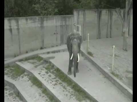 Funny Elephant Dance!