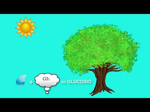 La fotosintesi clorofilliana (byAP)