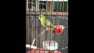 Download lagu pleci nembak Tulit Tulit bikin gacor mp3