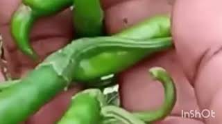 আমার ছাদ বাগানের কলমি শাক তুলব আজকে রান্না করার জন্য দুপুরবেলা my sabji khet