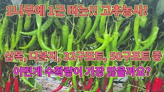 1나무에 1근 따는 고추모종과 고추기르는 2025년 농사비법!!