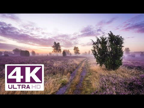 Traumhafte Lüneburger Heide in 4K - wunderbare Bilder in bester Auflösung