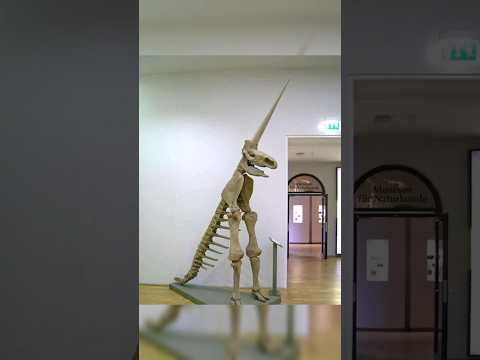 In 1663, the partial fossilised skeleton of a woolly rhinoceros was discovered in German...