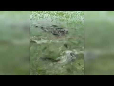 MARDOL: HUNDREDS OF FISH LEAP OUT OF WATER AT SAME TIME |Prudent Media Goa