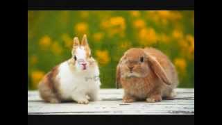 The Magnetic Fields - Let's Pretend We're Bunny Rabbits.wmv
