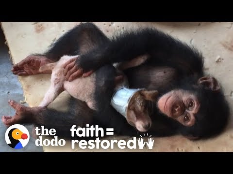 Dying Puppy Saved by a Vets Running a Chimp Shelter