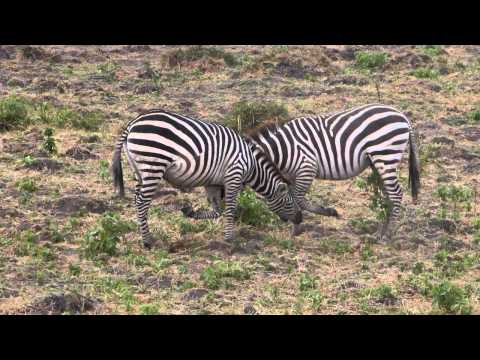 Common zebra males fighting, Amboseli, Kenya