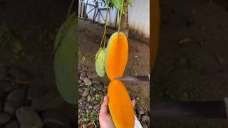 Download lagu Buah mangga paling manis #shorts mp3 Download lagu Buah mangga paling manis #shorts mp3